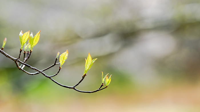 芽吹き